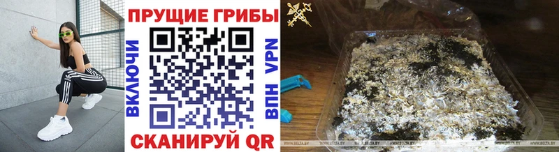 Псилоцибиновые грибы Psilocybe  kraken вход  Инта 